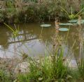 Cyperus eragrostis